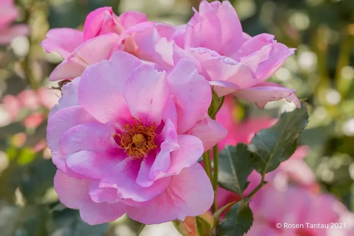 Rose ‚Orienta® Magnolia‘ (Persische Rose)