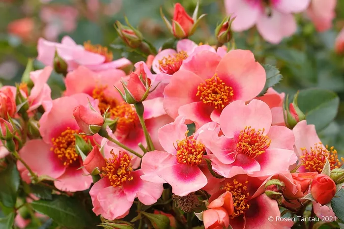 Rose ‚Orienta® Shila‘ (Persische Rose)
