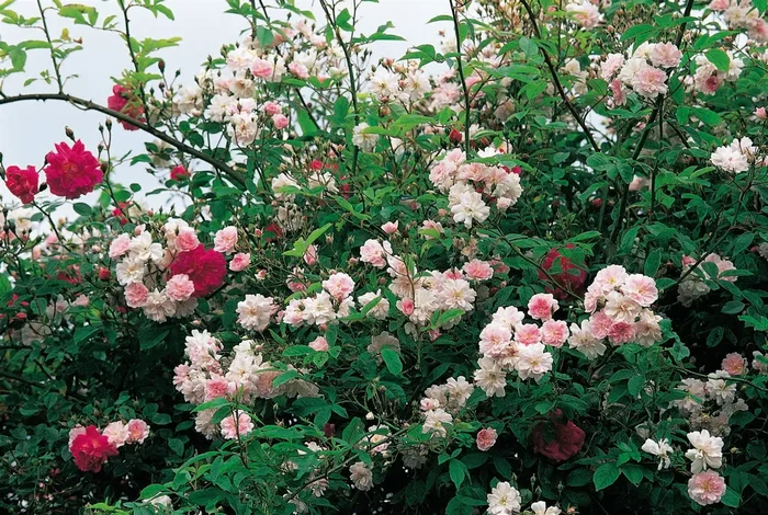 Rose ‚Paul’s Himalayan Musk‘ (Rambler)