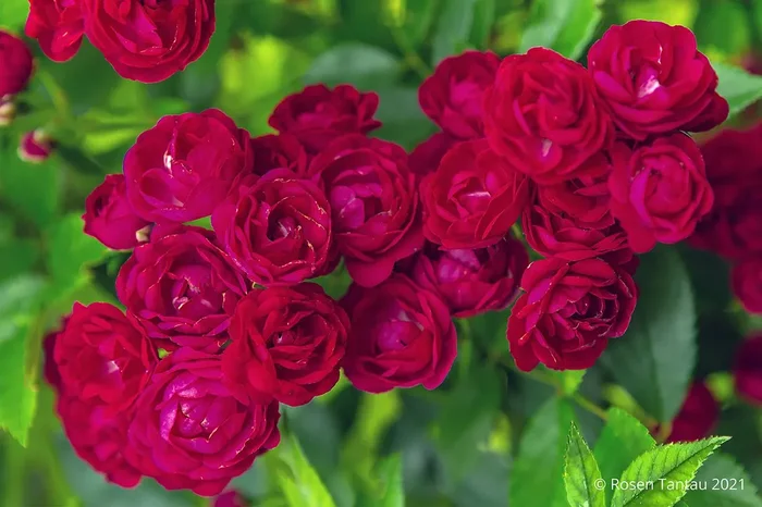 Rose ‚Perennial Domino‘ ® (Ramblerrose)
