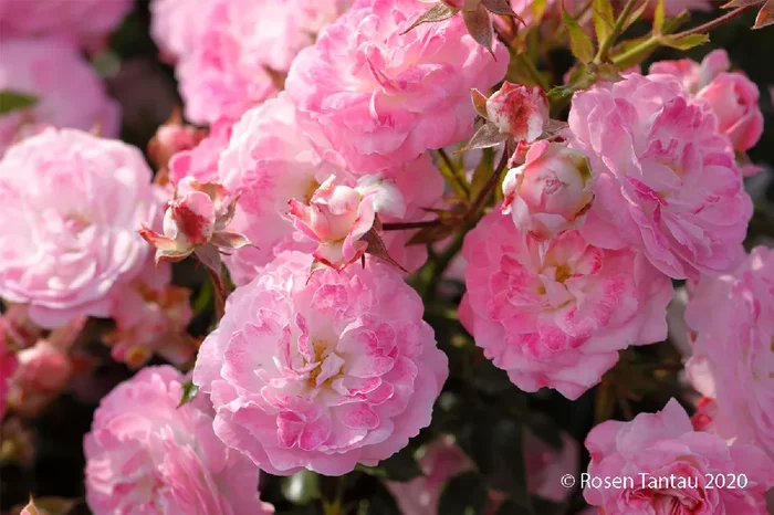 Rose ‚Pinocchio‘ ® (Patiorose)