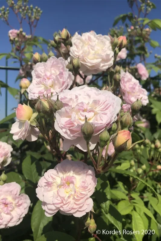 Rose ‚Romantic Siluetta‘ ® (Miniclimber)