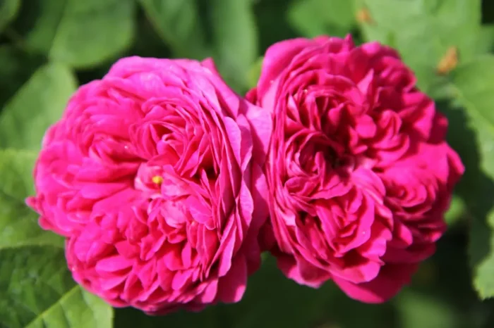 Rose ‚Rose de Resht‘ (Historische Rose)