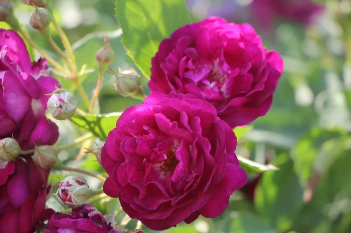 Rose ‚Rosengarten Zweibrücken‘ (Kletterrose)