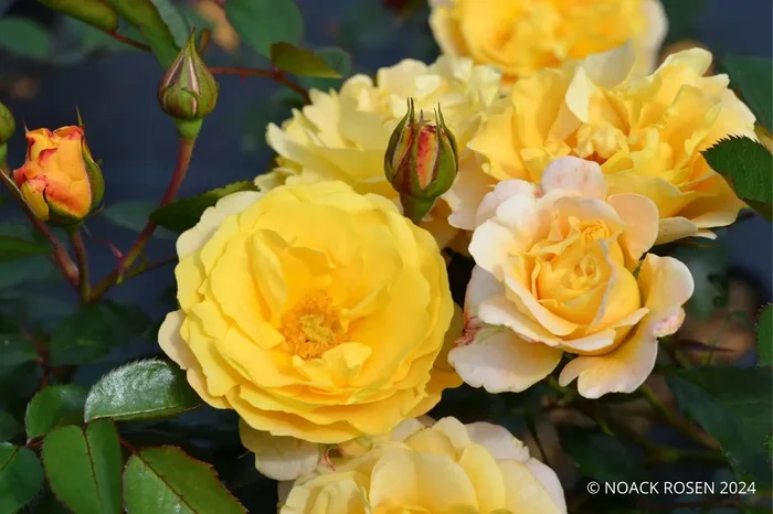 Rose ‚Sonnenglanz‘ ® (Bodendeckerrose)