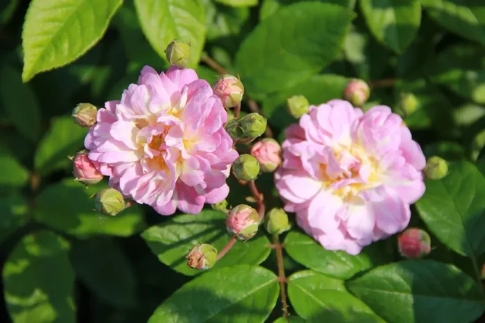 Rose ‚Souvenir de Greuville‘ (Bodendeckerrose)