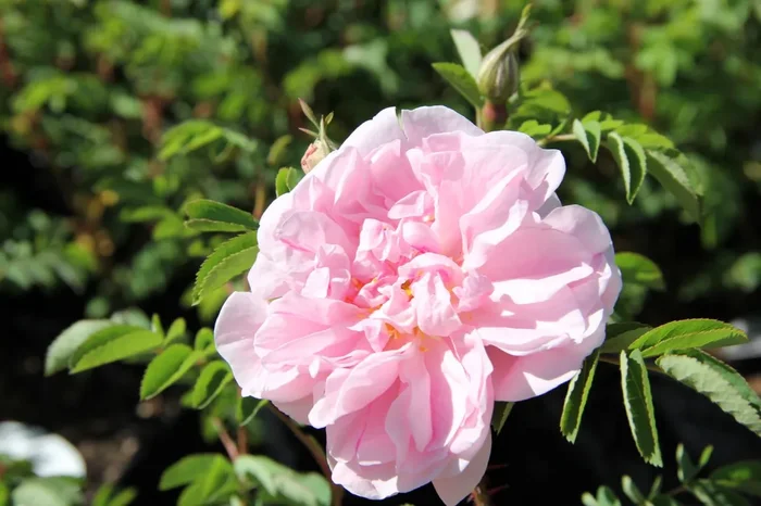 Rose ‚Stanwell Perpetual‘ (Historische Rose)