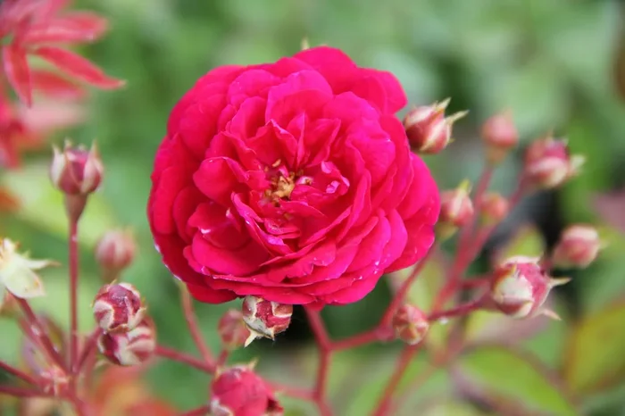 Rose ‚Starlet Rose Lola (Luisa)‘ (Kletterrose)