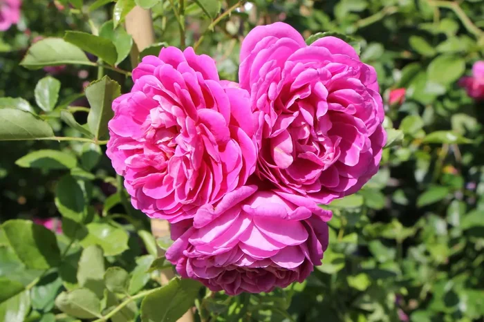 Rose ‚Starlet Rose Melina‘ (Kletterrose)