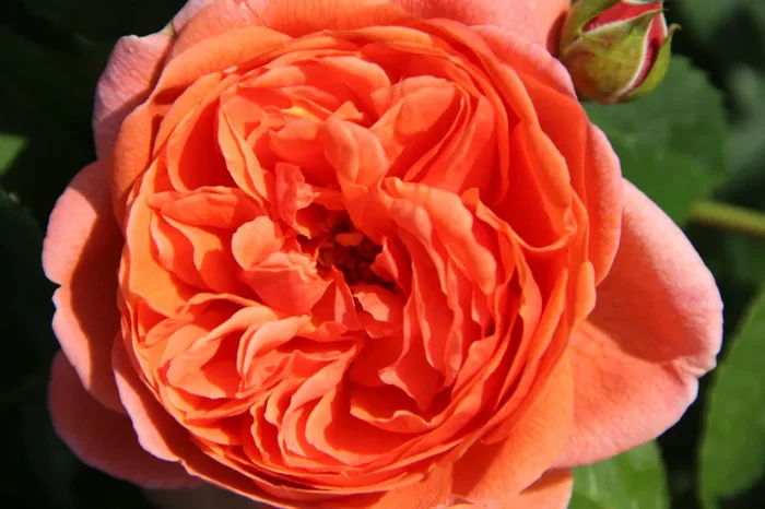 Rose ‚Summer Song‘ (Englische Rose)