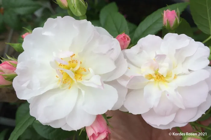 Rose ‚Sweet Siluetta‘ ® (Miniclimber)