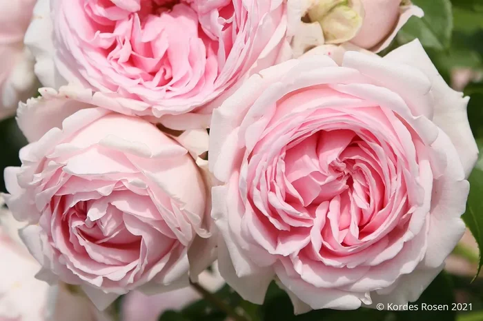 Rose ‚Wellenspiel‘ ® (Strauchrose)