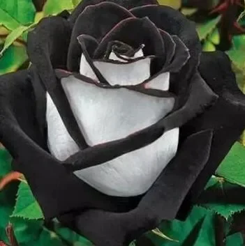 Rose black white