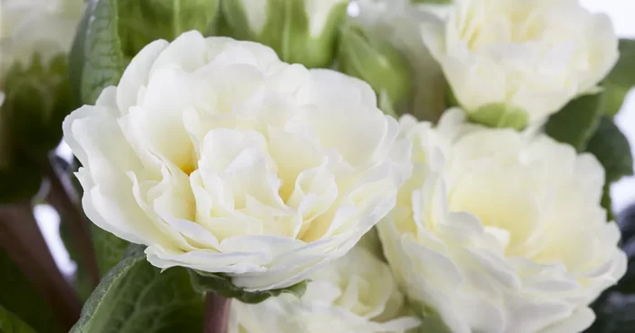 Rosen-Primel ‚Goldie‘