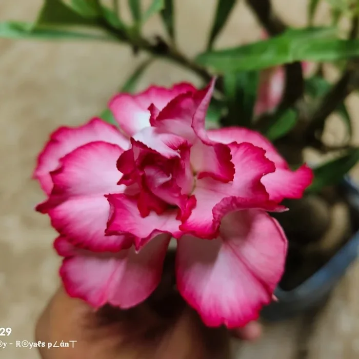 Rosey Adenium Grafted Flowers Plant – (Pink & White)