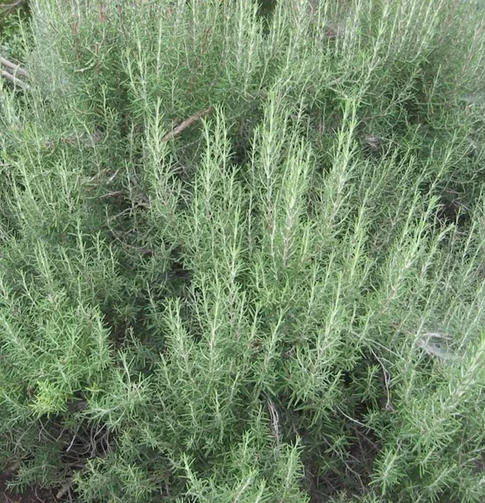 Rosmarin (Saatgut), Rosmarinus officinalis