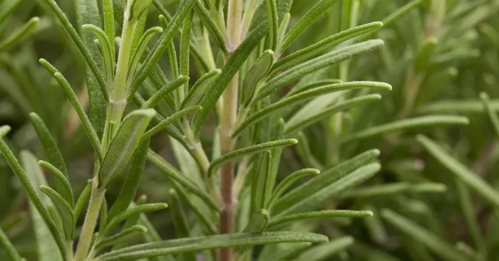 Rosmarinus officinalis${2}