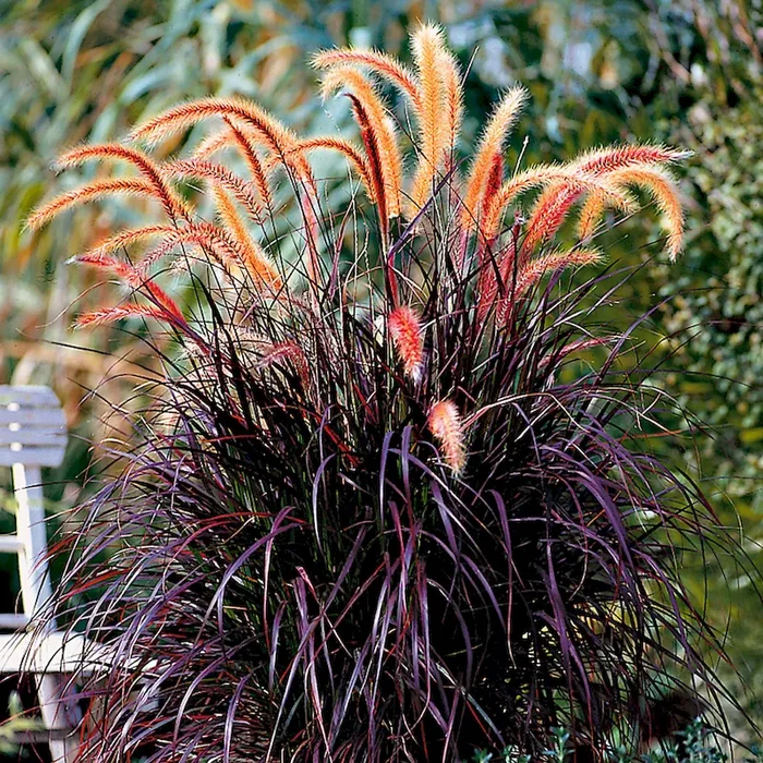 Rotblättriges Lampenputzergras Pennisetum setaceum Rubrum – Bestellnummer 1145246