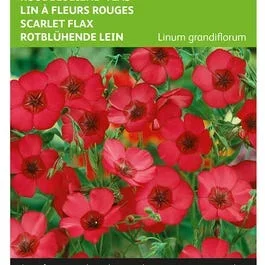 Rotblühender Lein (Linum grandiflorum)