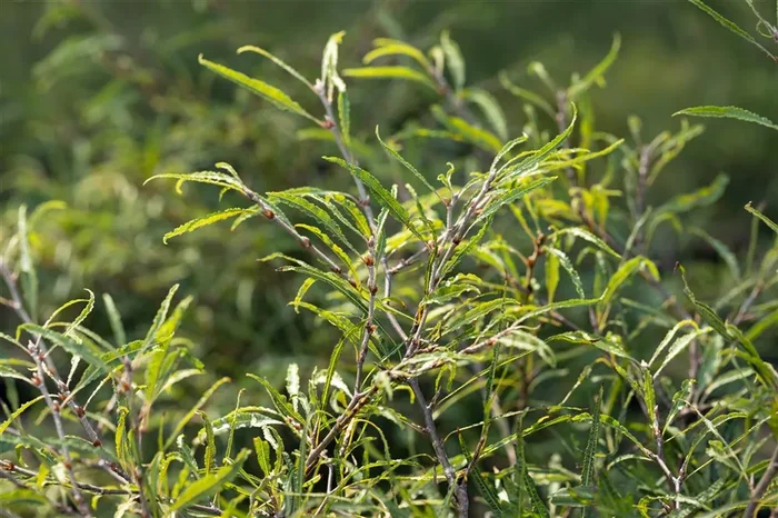 Rotbuche ‚Mercedes‘