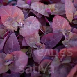 Rote Gartenmelde – Spinatgemüse