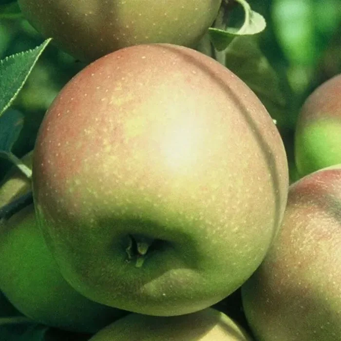 Rote Goldparmäne Herbstapfel