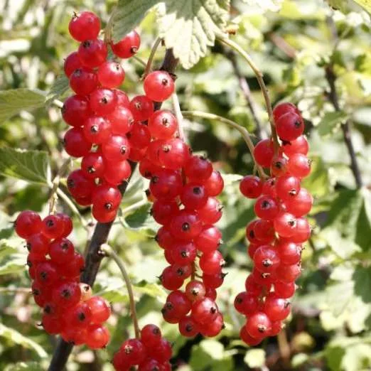 Rote Johannisbeere Heinemanns Rote Spätlese