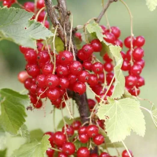 Rote JohannisbeereRolan