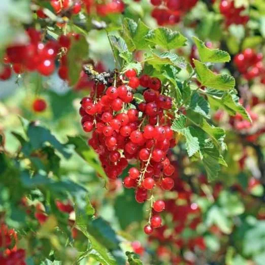 Rote JohannisbeereRotet