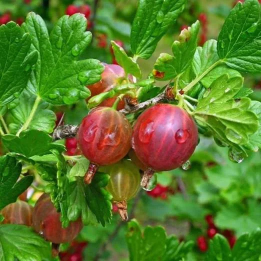 Rote StachelbeereCaptivator