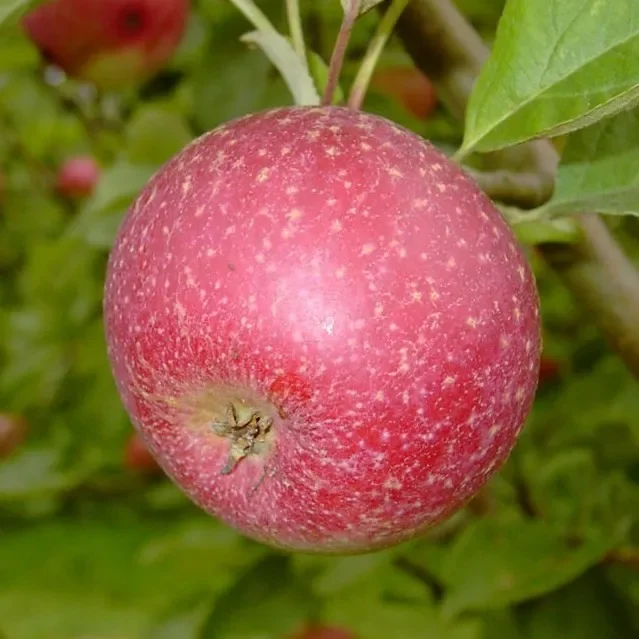 Rote Sternrenette Winterapfel Weihnachtsapfel Hochstamm 180 cm Stamm wurzelnackt auf Sämling