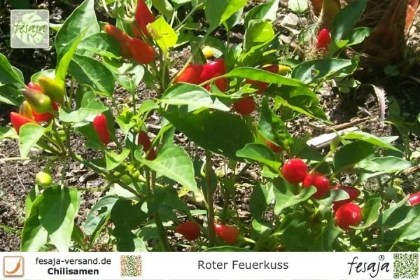 Roter Feuerkuss · Chili · Samen
