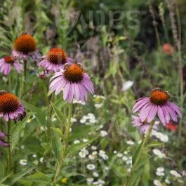 Roter Sonnenhut – Echinacea purpurea
