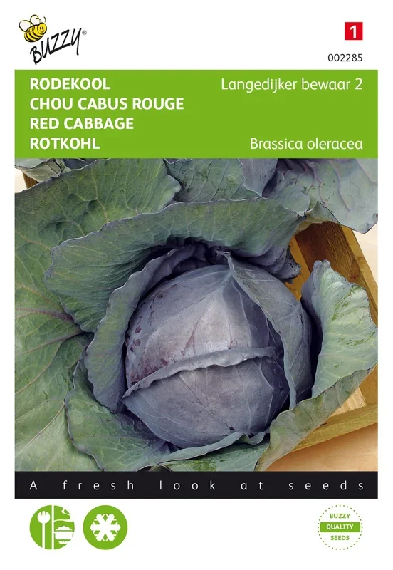 Rotkohl Langedijker Dauer 2