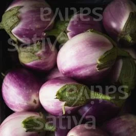 Rotonda Bianca Sfumata di Rosa – Aubergine