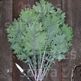 Rouge de Russie (Red Russian) – Federkohl / Grünkohl