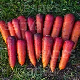 Rouge sang – Karotte
