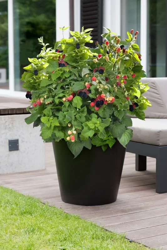 Rubus Brazel Berry ® ‚Baby Cakes‘ (Topf-Brombeere)