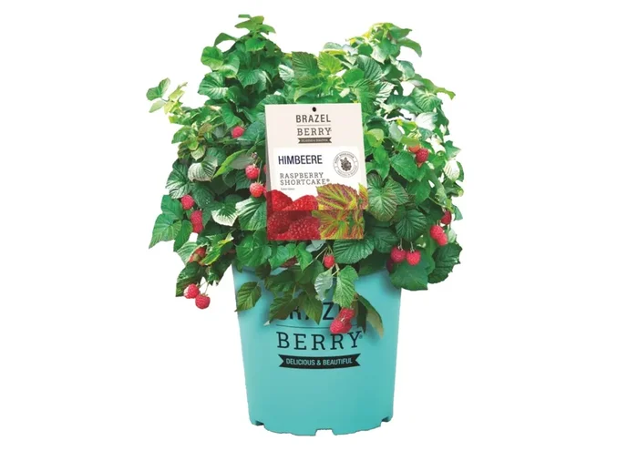 Rubus Brazel Berry ® ‚Raspberry Shortcake‘ (Topf-Himbeere)