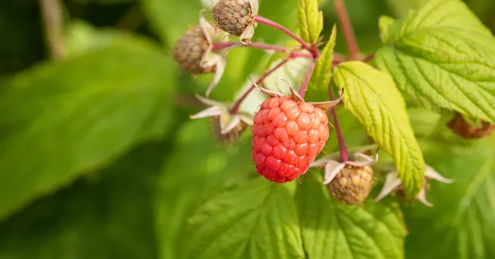 Rubus id.’Schönemann‘ CAC
