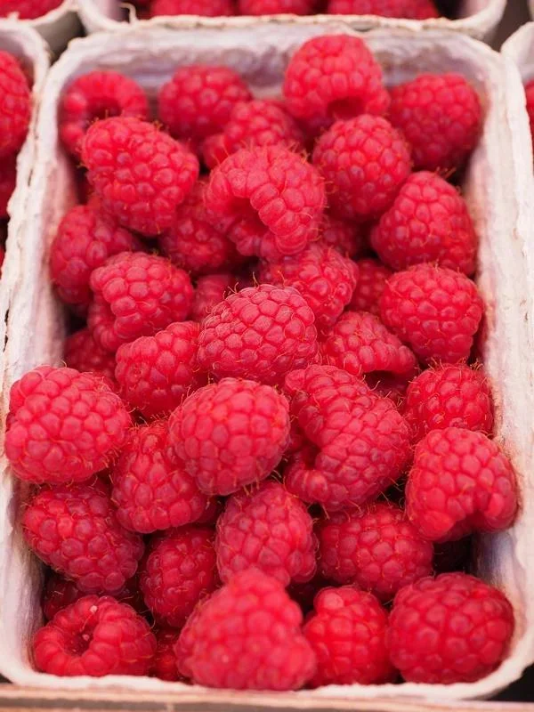 Rubus idaeus ‚Himbo Top – Ertragreiche Himbeerpflanze 60-70 cm für Deinen Garten“