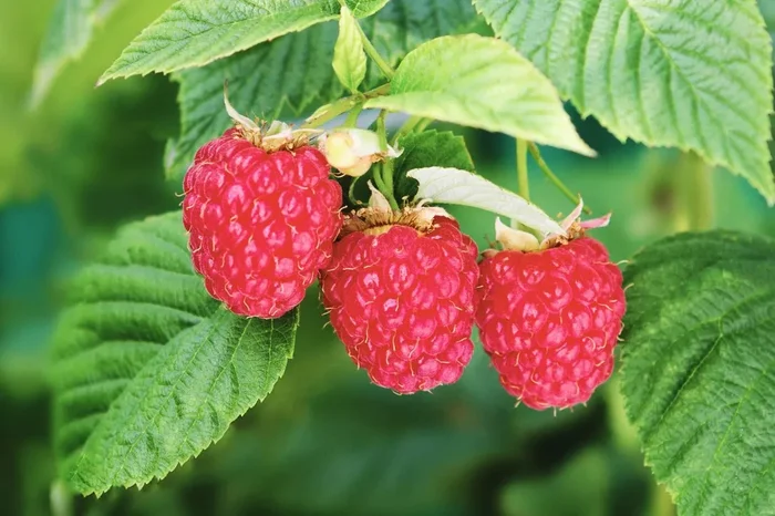 Rubus idaeus Blissy ® ‚Autumn Bliss‘ ® (Herbsthimbeere)