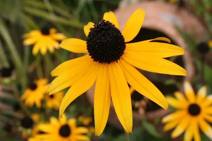 Rudbeckia fulgida var. sullivantii ‚Goldsturm‘ (Leuchtender Sonnenhut)