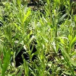 Russischer Estragon (Artemisia dracunculus)