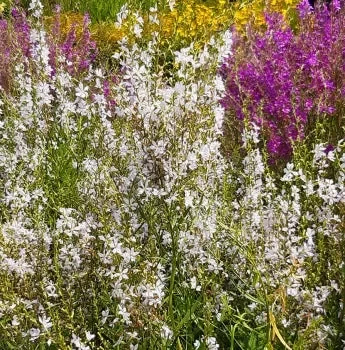 Ruten-Weiderich ‚ White Swirl‘ (Lythrum virgatum ‚ White Swirl‘) „Bio“