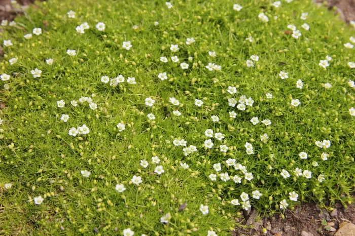 Sagina subulata ‚Aurea‘ (Gelbblättriges Garten-Mastkraut)