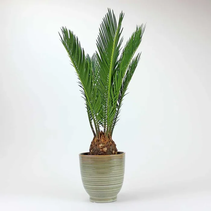 Sagopalme | Cycas Revoluta
