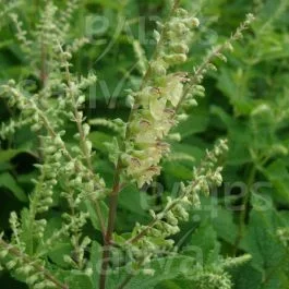 Salbei-Gamander – Teucrium scorodonia