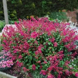 Salbei (Salvia hybrida) Wendy’s Wish