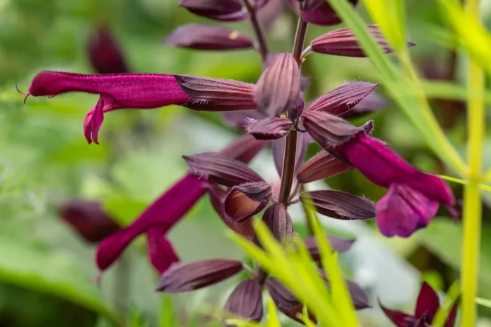 Salvia ‚Love and Wishes‘ (Sommer-Salbei)